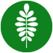 Moringa Powder